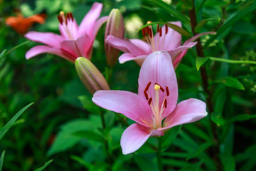 розовая лилия
