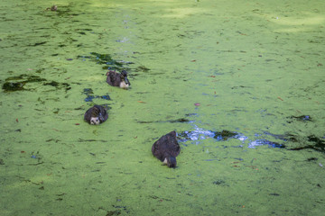three ducks in a lake full of algea