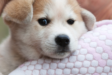 Close up of Japanese Akita Inu puppy