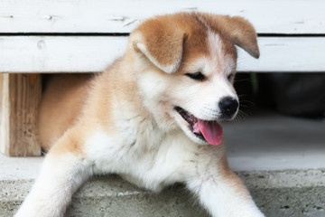 Japanese Akita Inu puppy