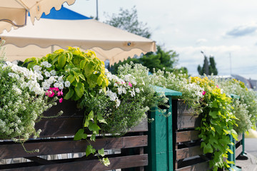 street fence decorated with flowering plants