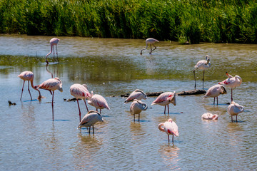 Les flamants roses de Camargue