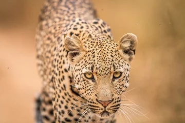 Wandcirkels tuinposter Leopard starring at the camera.0 © simoneemanphoto