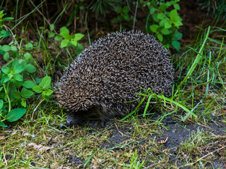 Hedgehog in the field