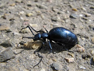 Maiwurm