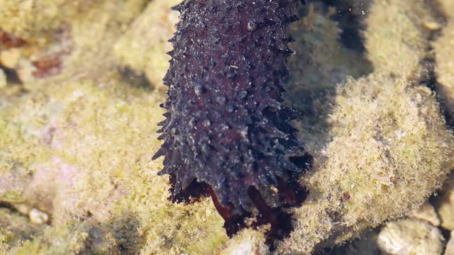 Closeup of a black sea cucumber, with its spiky, outside covering, feeding amongst the algae and sea grass on the shallow bottom. Video 3840x2160