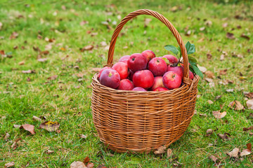 Basket with apples