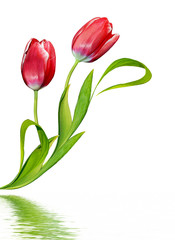 spring flowers tulips isolated on white background