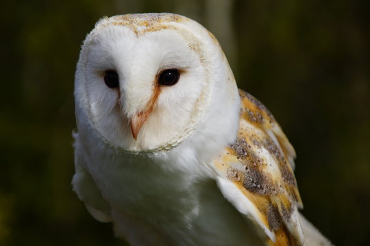 239 Best Chouette Effraie Images Stock Photos Vectors Adobe Stock