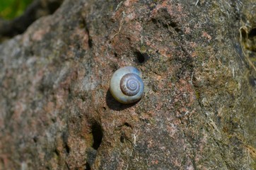 Marco Snail
