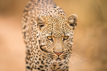 Leopard starring at the camera.