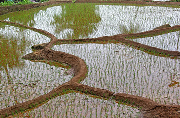 Terraced rice field with freshly planted saplings and the field flooded with water  in Goa, India.