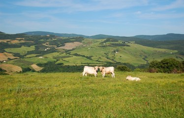 Monti della Tolfa-Pascolo nella Valle del Mignone