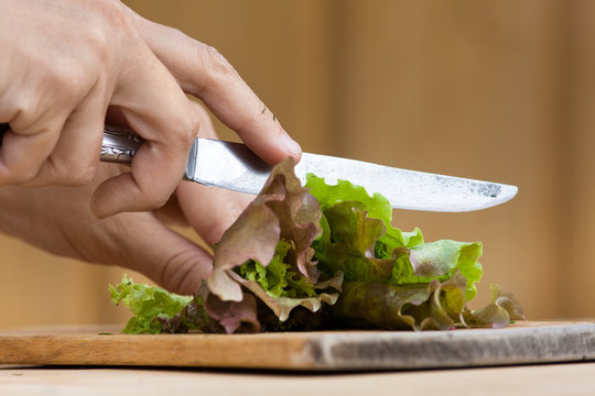 hands cutting green lettuce