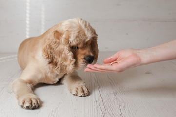 Woman owner feeding American cocker spaniel with hands in home. Dog lying on light background.