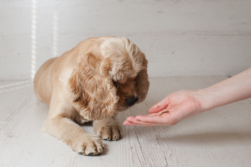 Woman owner feeding American cocker spaniel with hands in home. Dog lying on light background.