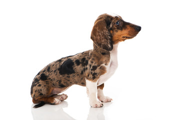 Obraz premium Sitzender Tigerdackel