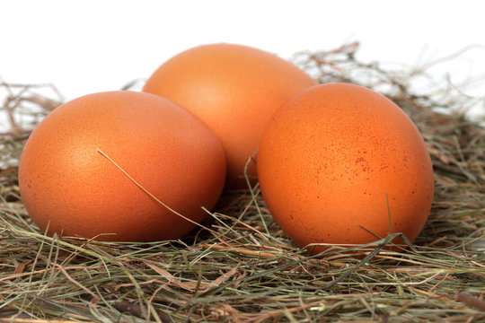 Three chicken eggs in nest