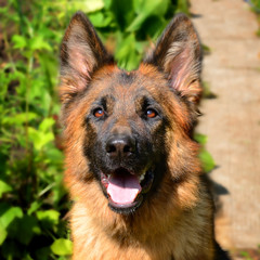 CLose-up portrait of Young Fluffy Dog Breed German Shepherd lying in the garden outdoor.