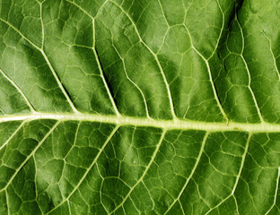 Abstract green leaf texture.