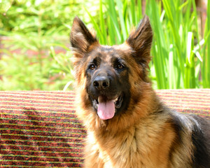 Young Fluffy Dog Breed German Shepherd lying in the garden outdoor.
