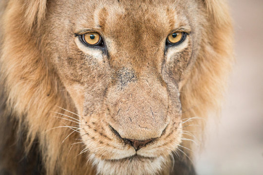 Lion starring in the Kruger National Park.
