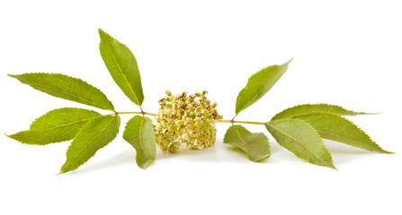 Red elderberry (Sambucus racemosa) on white background