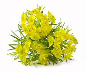 Cypress spurge (Euphorbia cyparissias) on white background 