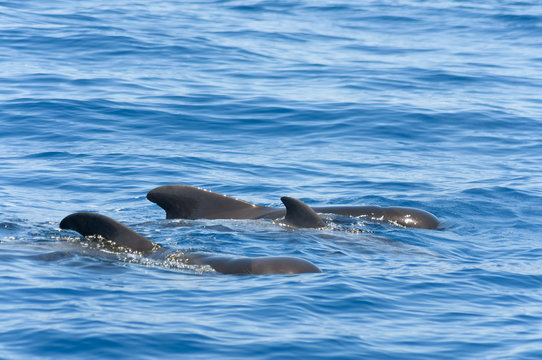 Black pilot or calderon whales of Canary Islands, Spain