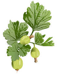 Illustration of gooseberries with their leaves on a white background