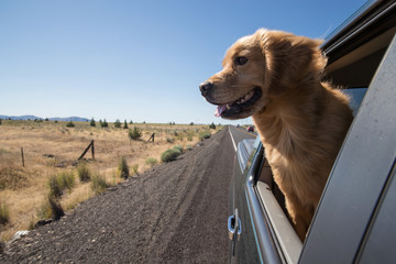 Golden Retriever Dog on a road trip