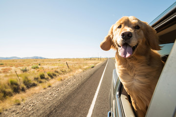 Golden Retriever Hund auf einem Roadtrip
