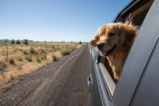 Fototapeta Golden Retriever Dog on a road trip