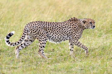 Cheetah on savannah in Africa