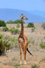 Giraffe on savannah in Africa