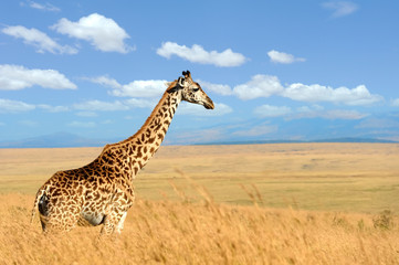Giraffe on savannah in Africa