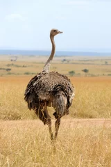 Deurstickers Struisvogel Vrouw van Afrikaanse struisvogel
