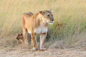 Fototapeta na wymiar Female lion with cub