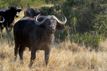 Wild African buffalo bull