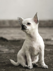 Chihuahua puppy sitting .