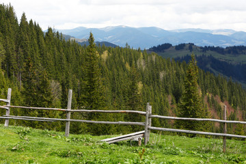 Fototapeta premium Spring forest on mountain slopes