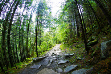 Mountain forest in spring