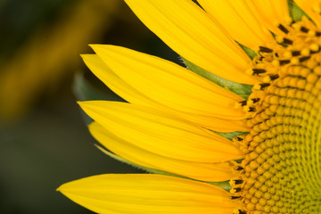 Macro di girasole