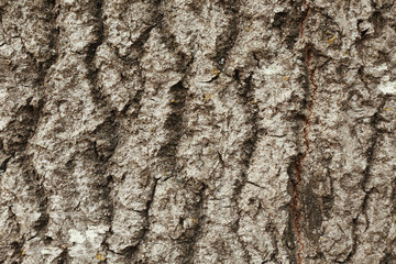Bark tree background