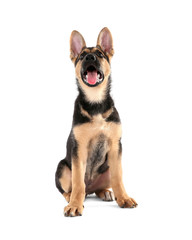 Cute dog, isolated on white