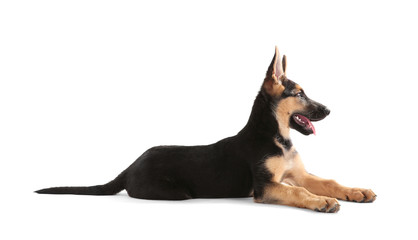 Cute dog, isolated on white