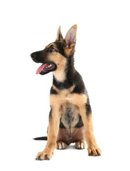 Cute dog, isolated on white