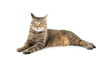 Obraz premium Cute cat, isolated on white