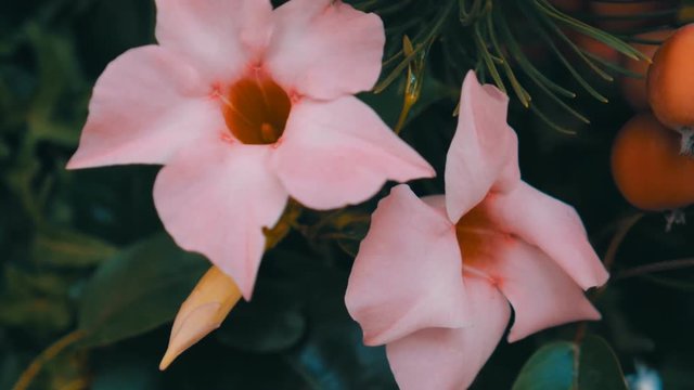 Camera shoots flowers of the Dipladenia in motion