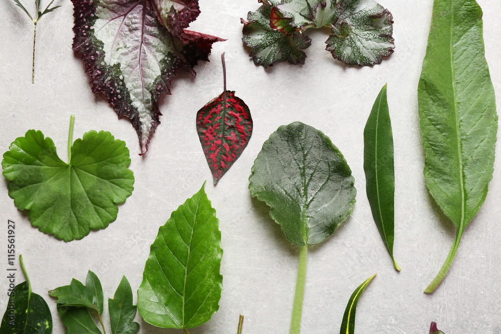 Canvas Prints different leaves on light table